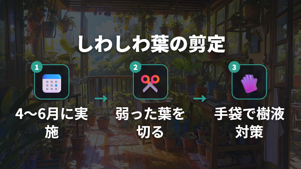 ウンベラータのしわしわ葉の剪定タイミングと正しい手順