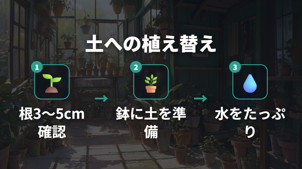 ウンベラータ水差し後の発根を確認したら土への植え替え手順