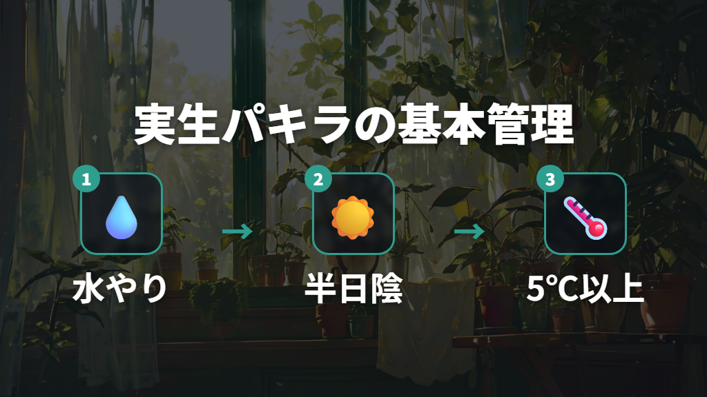 実生パキラを枯らさない基本の水やりと置き場所