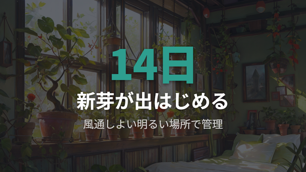 剪定後の置き場所と水やり管理