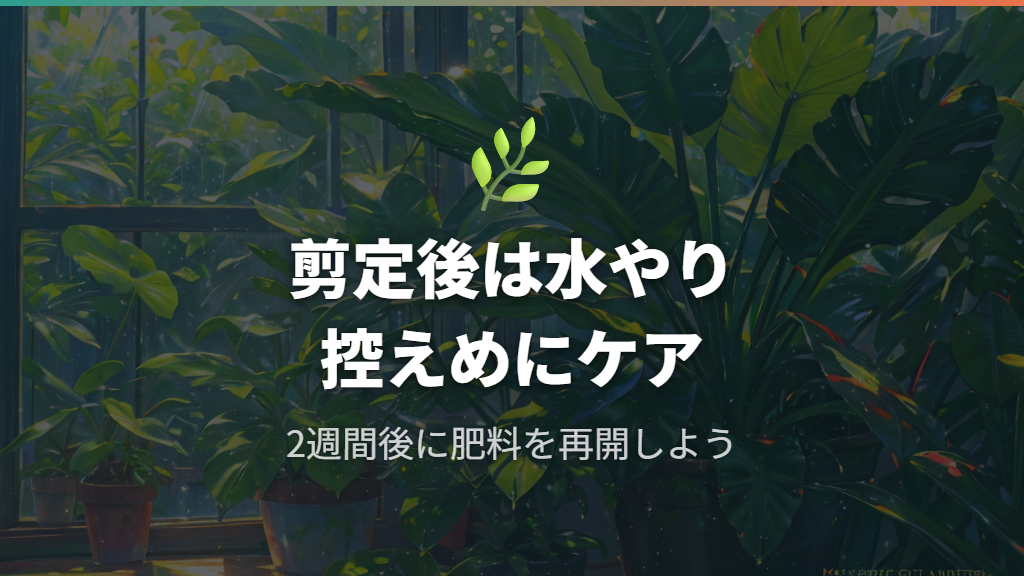 剪定後のウンベラータのケアと水やり・葉水の正しい方法