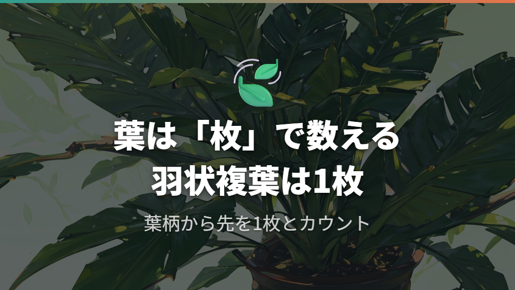 観葉植物の葉の数え方「枚」と羽状複葉の見分け方
