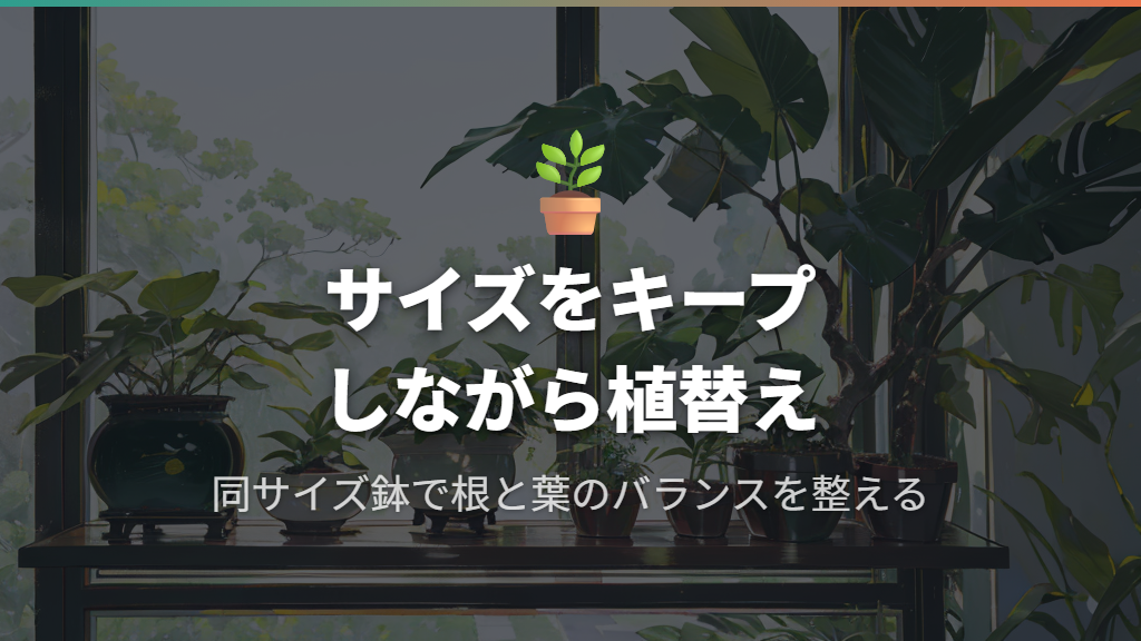 大きくしたくない場合の植え替えで失敗しないコツ