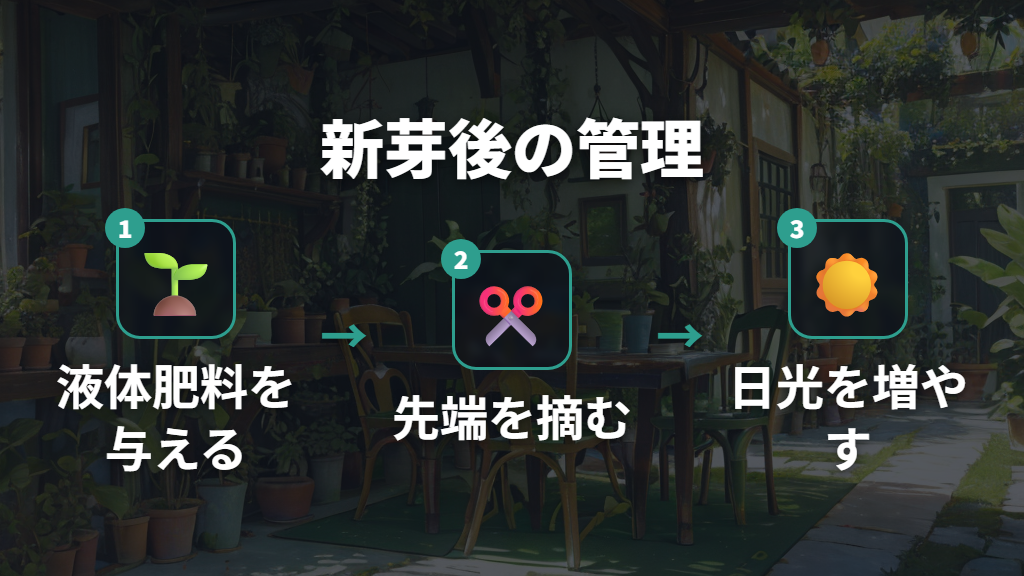 新芽が出た後の肥料と剪定で理想の樹形をつくる