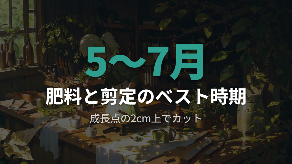実生パキラの幹を太く育てる肥料と剪定の方法