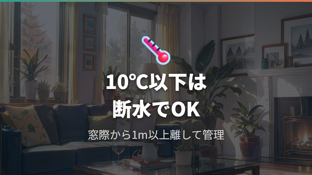 サンスベリアの冬の断水と低温管理のポイント