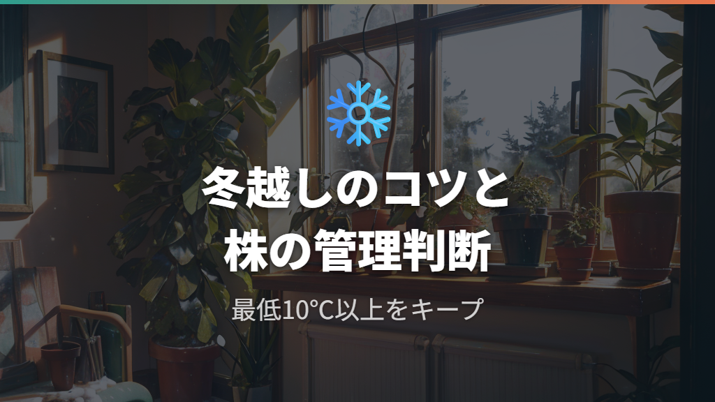 冬越しのコツと株が大きくなったときの判断