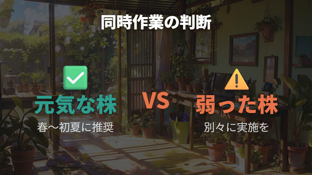 植え替えと剪定を同時に行う場合の注意点