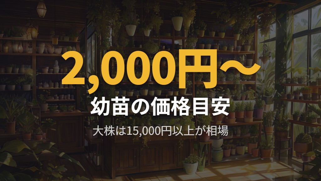 本物のサンスベリア・スタッキーが買える場所と価格の目安