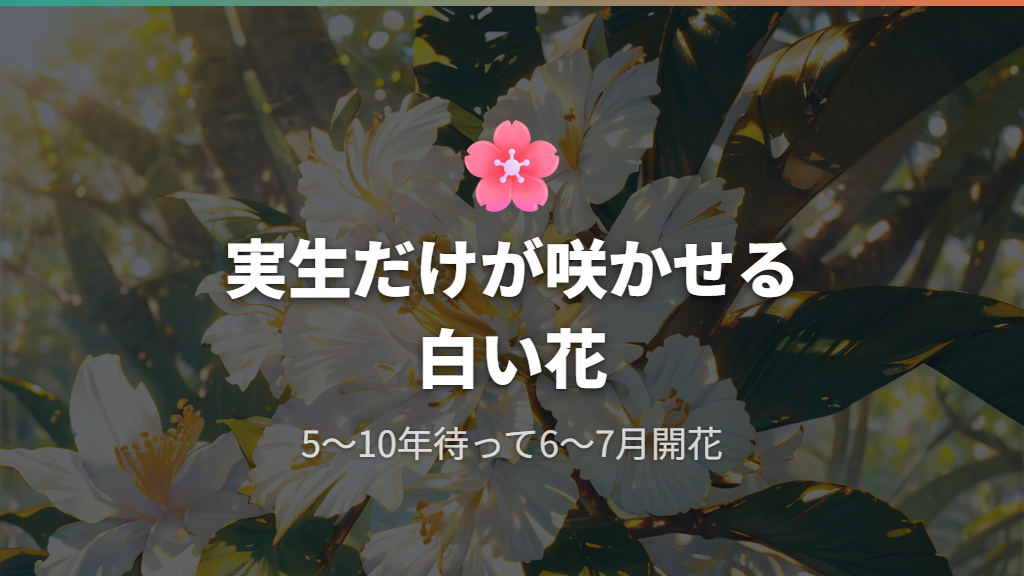 実生パキラを花咲かせる！開花までの環境と管理