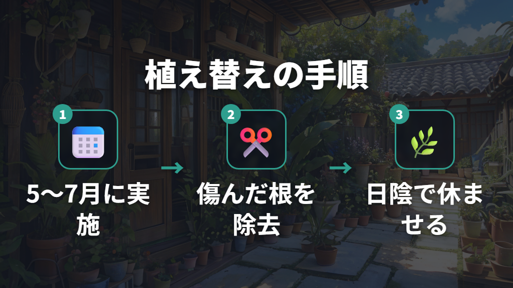 植え替えの時期と方法｜オーガスタを長く健康に育てるために