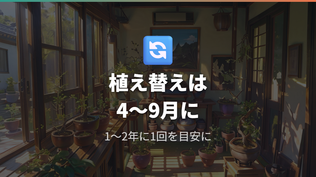 ガジュマルの植え替えタイミングと根上がりの更新方法