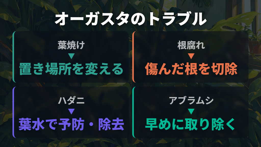 オーガスタによくあるトラブルと対処法（葉焼け・根腐れ・害虫）