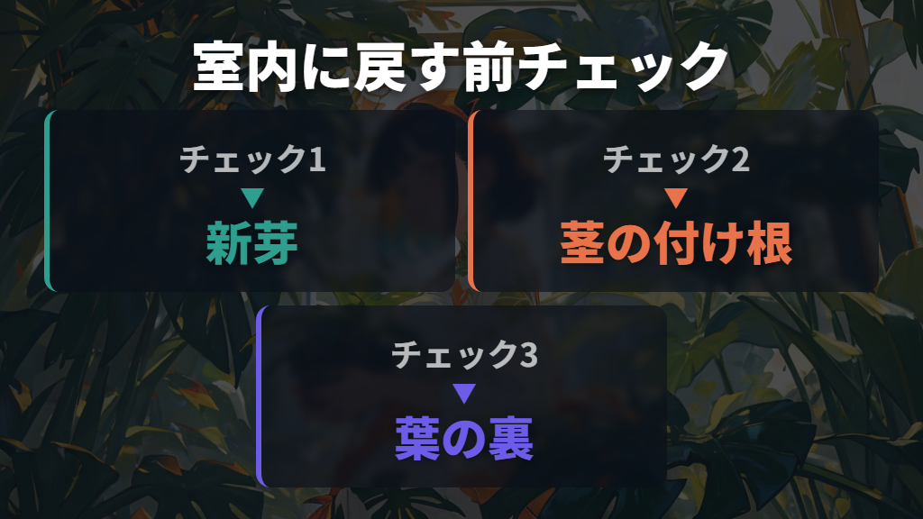 観葉植物を外に出す際の注意点とチェックリスト