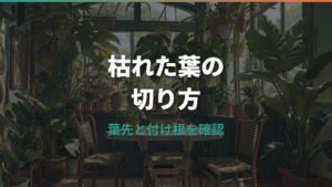 観葉植物の枯れた葉の切り方｜葉先だけ茶色い時の位置と切った後の管理