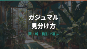 ガジュマルの種類の見分け方|葉・幹・樹形でわかる違いと選び方