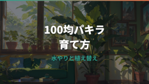 100均パキラの育て方|枯らさない水やり・植え替え・大きく育てるコツ