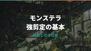 モンステラの強剪定はどこまで切る?時期・切る位置・剪定後の管理を解説