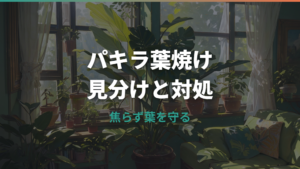 パキラの葉焼けの見分け方と対処法|焼けた葉は切る?原因別に解説