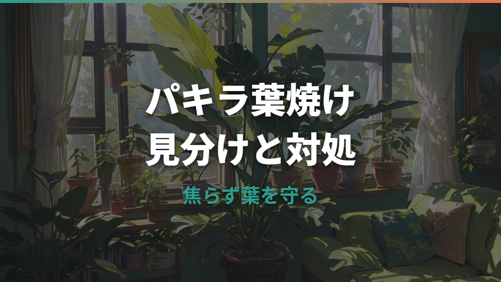 パキラの葉焼けの見分け方と対処法｜焼けた葉は切る？原因別に解説