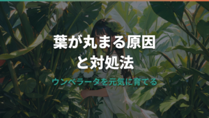 ウンベラータの葉が丸まる原因と正しい対処法