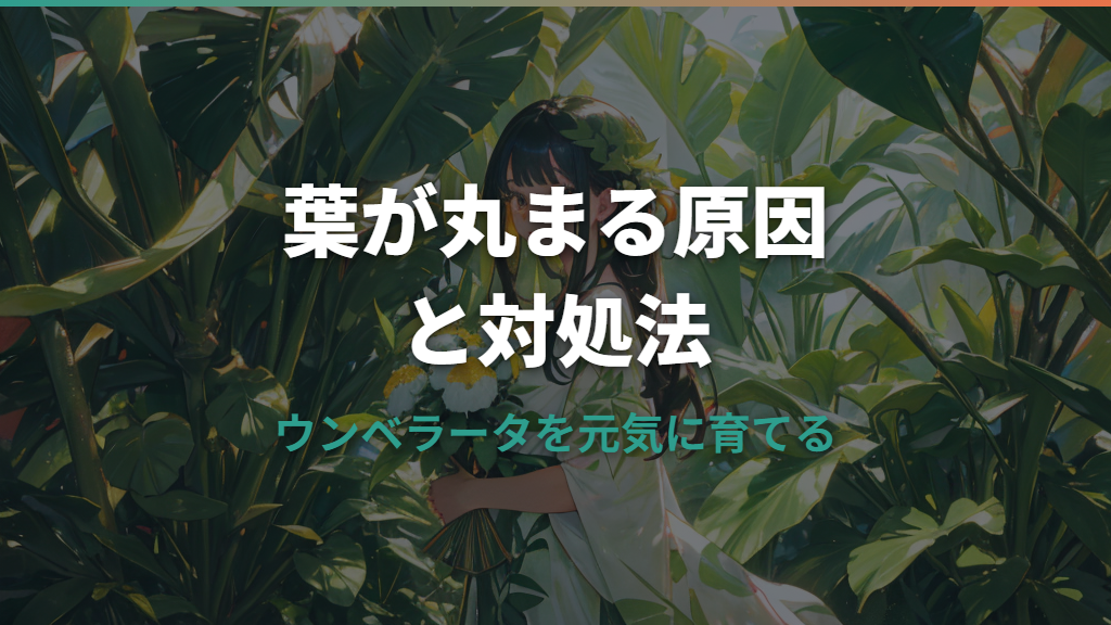 ウンベラータの葉が丸まる原因と正しい対処法