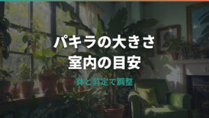 パキラはどのくらい大きくなる?室内の高さ目安と育て方