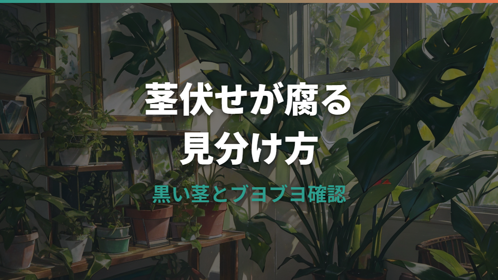 モンステラの茎伏せが腐る原因と復活判断｜黒い・ブヨブヨの見分け方