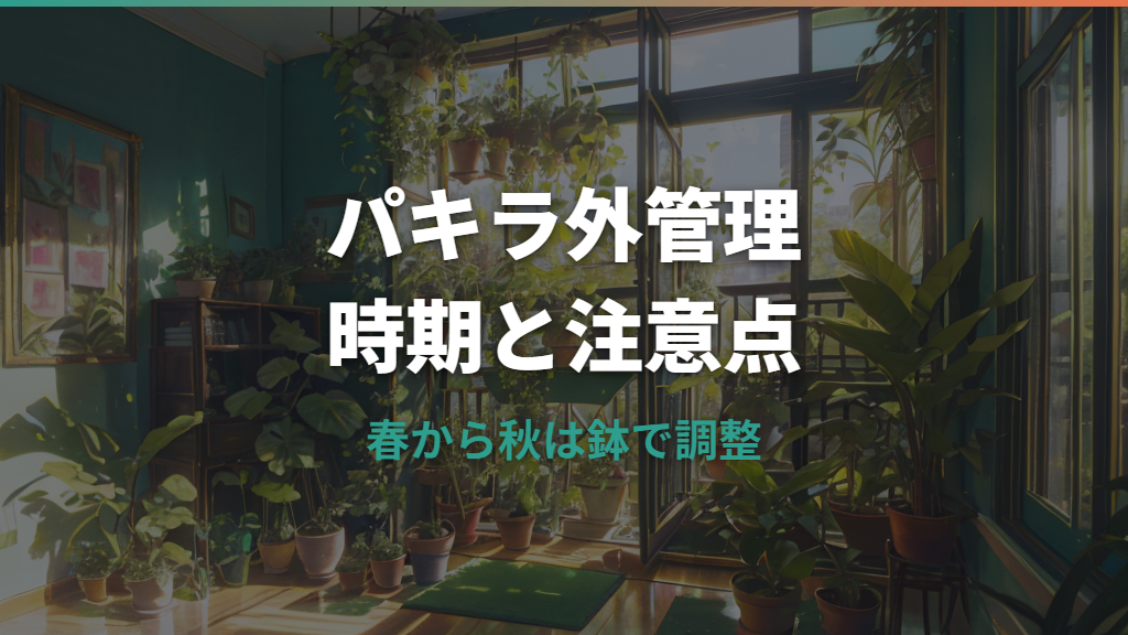 パキラを外に置くならいつから?屋外管理の時期・気温・注意点