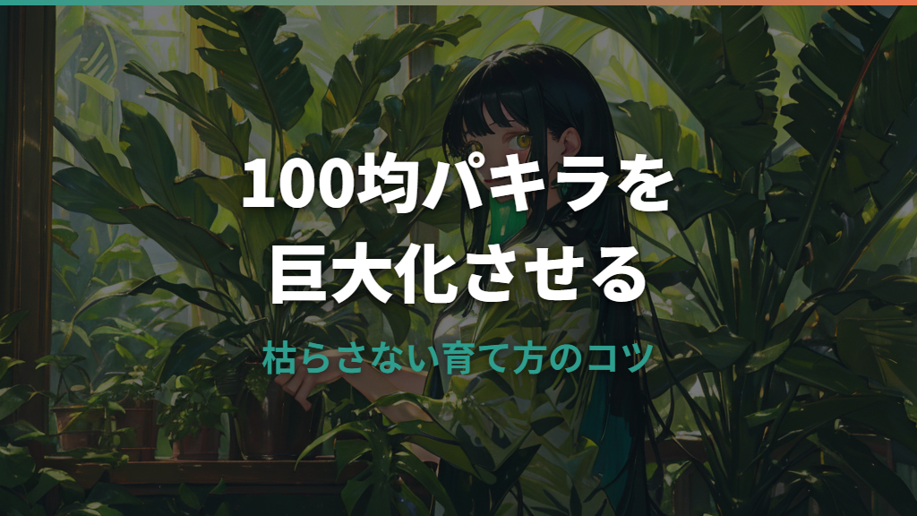 100均観葉植物パキラを巨大化させる！枯らさない育て方