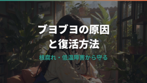 ガジュマルがブヨブヨする原因と復活させる対処法