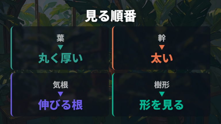 ガジュマルの主な種類と特徴を押さえる