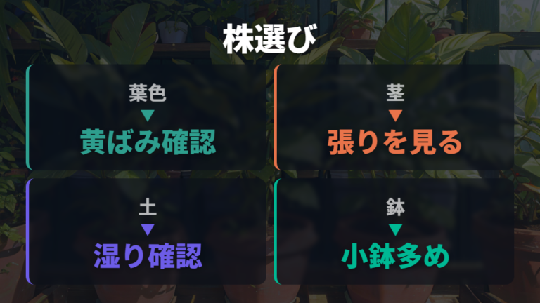 100均パキラの育て始め方は株選びから整える