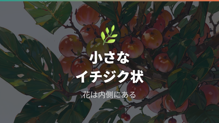 ガジュマルの実の見た目と特徴は小さなイチジク状
