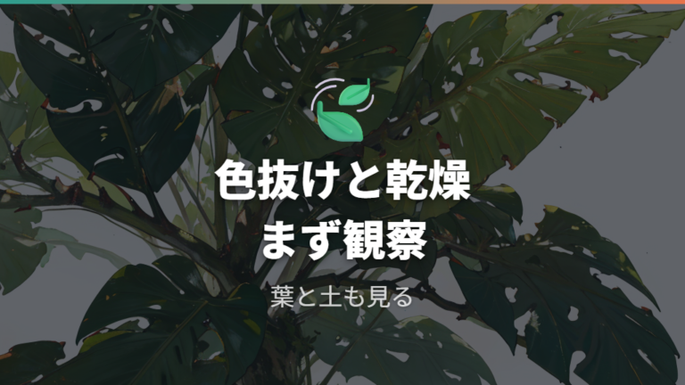葉焼けの見分け方は色抜けと乾燥を見る