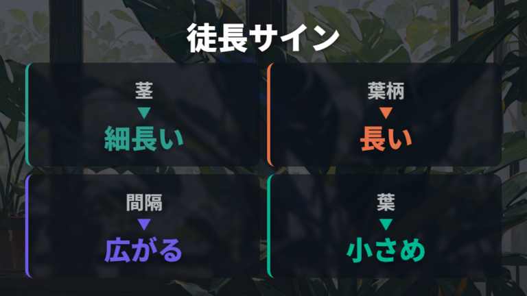 徒長の見分け方は茎・葉柄・葉の間隔を見る
