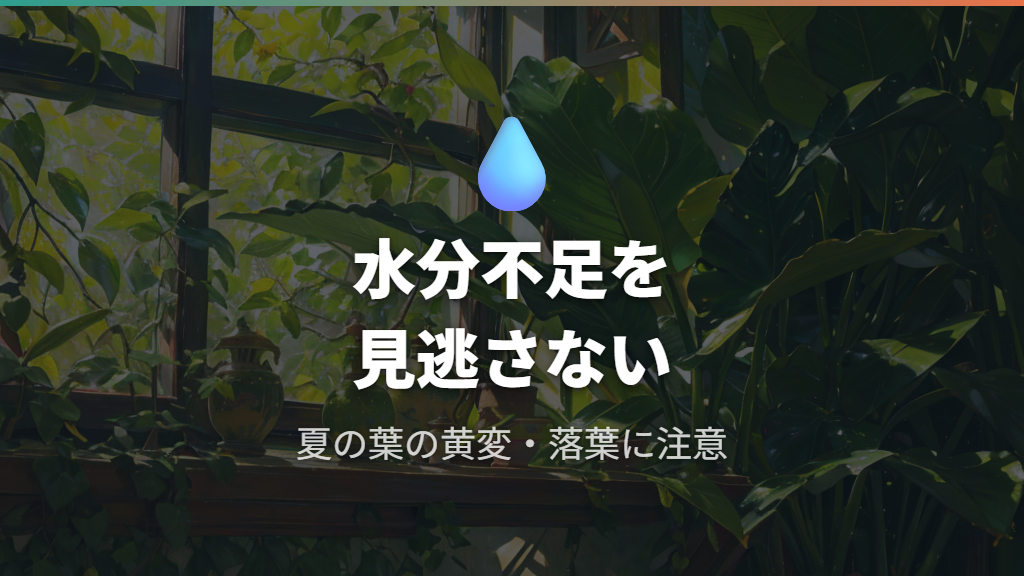 ウンベラータの葉が落ちる・黄色くなる夏の水分不足サイン