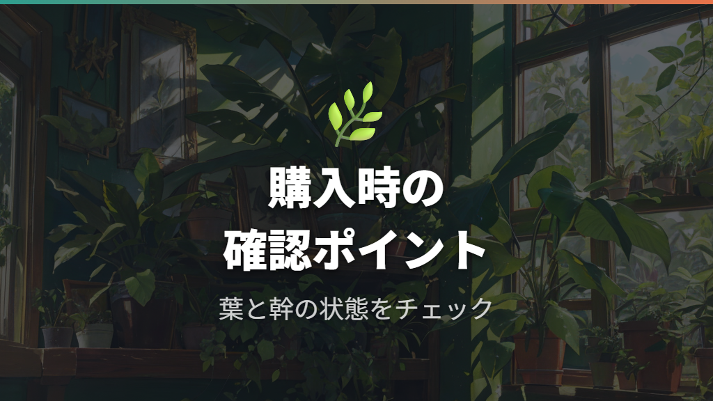 100均パキラの品種特徴と名前がわからない時の確認ポイント
