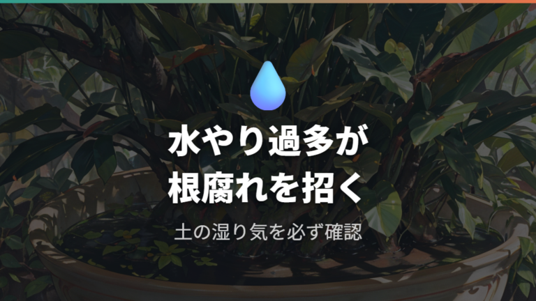 ガジュマルの水やり頻度と根腐れによる黒ずみの関係