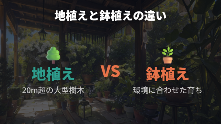 ナギはどこまで大きくなる？地植えと鉢植えの違い