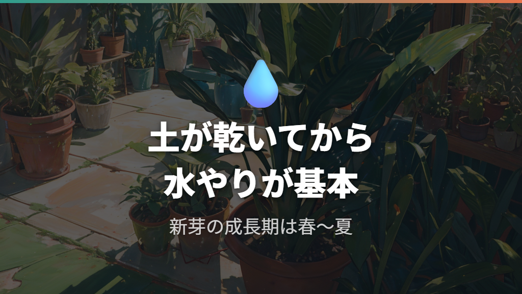 サンスベリアの水やりと新芽の成長リズム