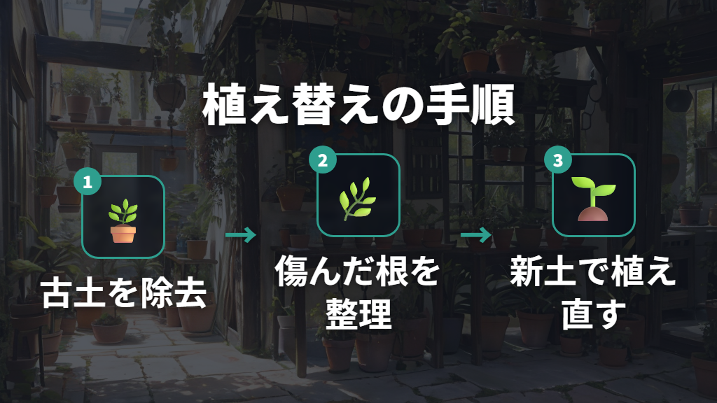 植え替え時の用土入れ替えとガジュマルの根元ケア