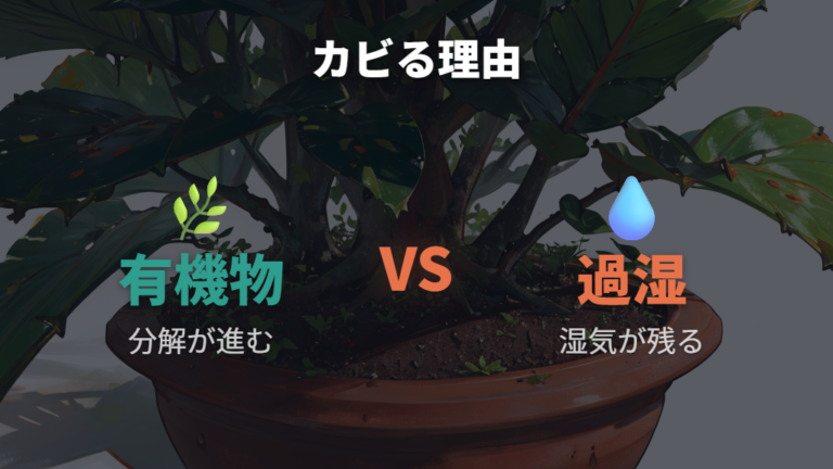 観葉植物の土がカビる理由は有機物と過湿にある