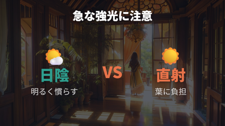 葉焼けが起こる原因は急な強光なのか