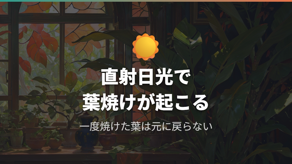 ガジュマルの育て方で避けるべき直射日光と葉焼け