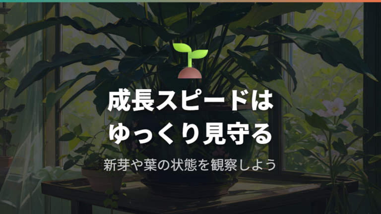 鉢植えナギの成長スピードはゆっくり見守る
