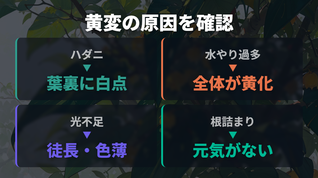葉が黄色くなるウンベラータのハダニ被害と原因切り分け