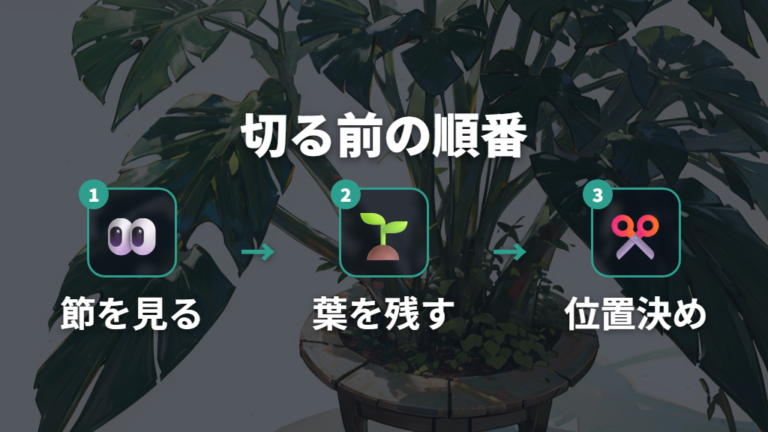 切る位置と残す葉の目安を節から決める