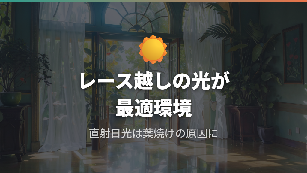 観葉植物人気ランキング上位のウンベラータが好む光量