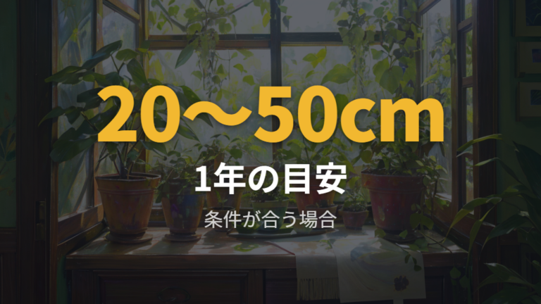 パキラの成長スピードは環境次第で1年20cm〜50cmが参考目安